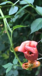 Close-up of red flower blooming outdoors
