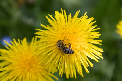 Close-up of bee pollinating on yellow flower