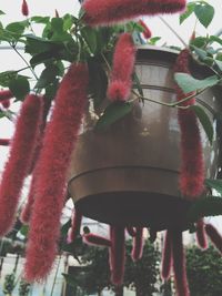 Close-up of pink flowers