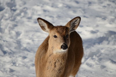 Deer in winter