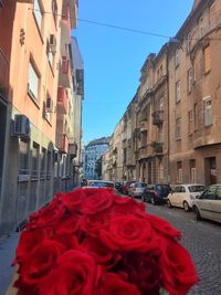 Red roses on street amidst buildings in city