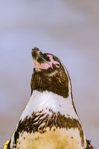 Close-up of a bird on snow