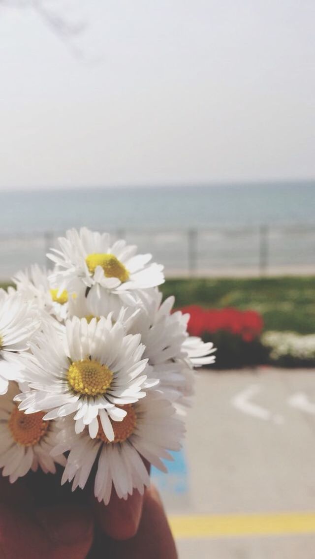 flower, focus on foreground, petal, fragility, freshness, white color, beauty in nature, flower head, close-up, nature, selective focus, white, day, blooming, copy space, growth, sea, no people, outdoors, clear sky