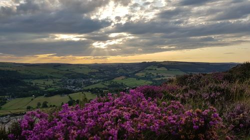 Purple flowering plants on field against sky during sunset