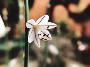 Close-up of white flowering plant