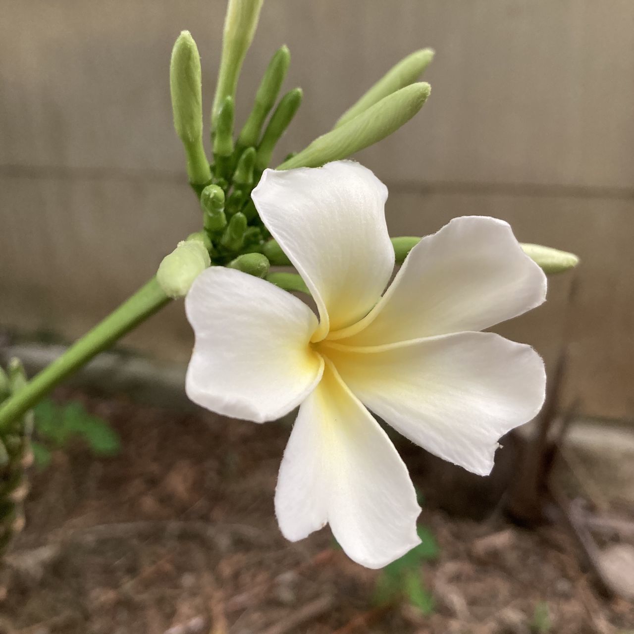 CLOSE-UP OF WHITE FLOWER