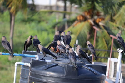 Birds perching on railing