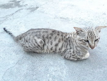 High angle view of cat resting on floor