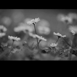 Close-up of flowers blooming outdoors
