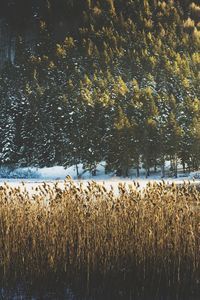 Plants growing on field by lake