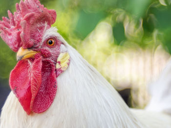 Close-up of rooster