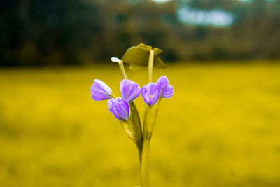 Close-up of crocus blooming on field