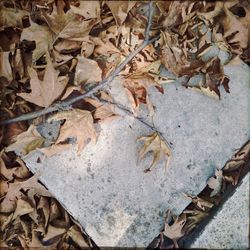 Leaves on ground