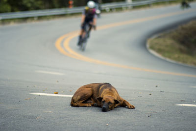 High angle view of dog on road