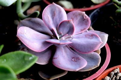 Close-up of flowers blooming outdoors