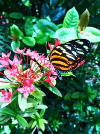 Butterfly perching on flower