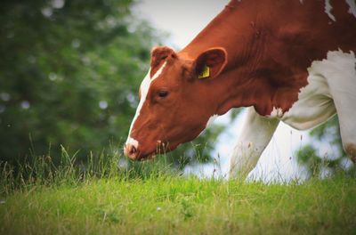 Cow grazing on grassy field
