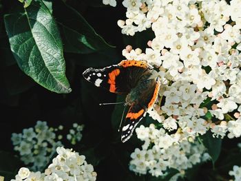 Close-up of butterfly pollinating on flower