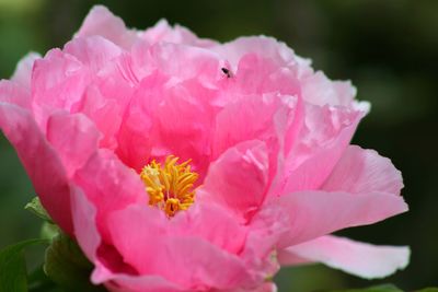 Flower Head