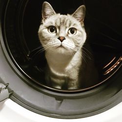 Close-up portrait of a cat