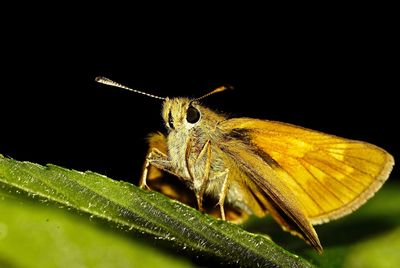 Close-up of butterfly