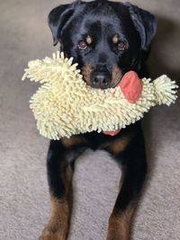 Portrait of black puppy