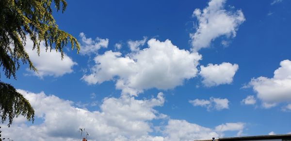 Low angle view of trees against blue sky