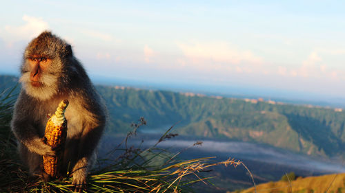 Monkey sitting on mountain against sky