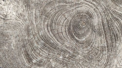 Full frame shot of tree trunk