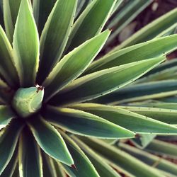 Full frame shot of succulent plant
