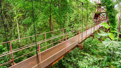 Footbridge over trees in forest