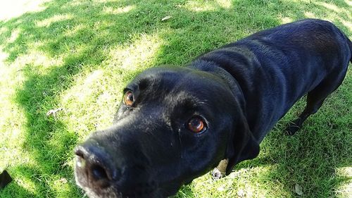 Close-up of black dog