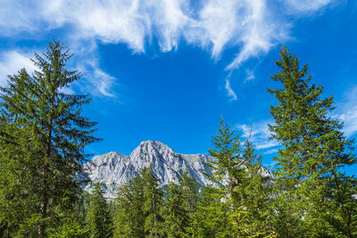 Low angle view of pine trees against sky