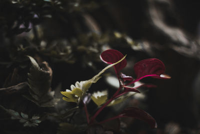 Close-up of flowers against blurred background