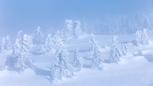 Snow covered land and trees during winter