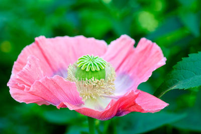 Close-up of pink flower