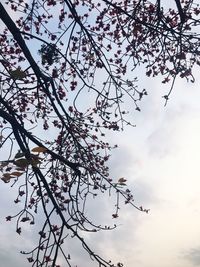 Low angle view of tree branch against sky