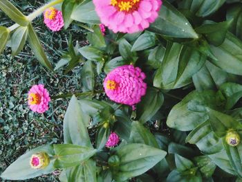 High angle view of pink flowers