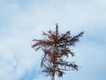 Low angle view of tree against sky