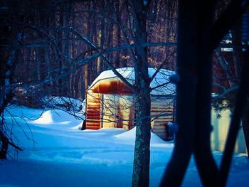 Snow covered trees in winter