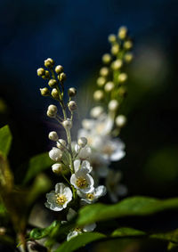 Close-up of white flowering plant