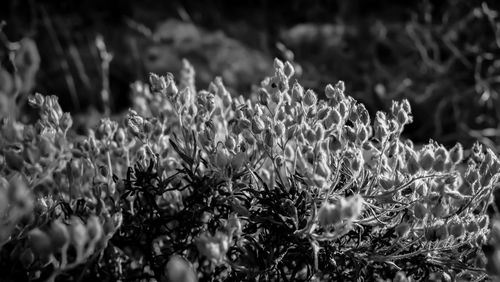 Close-up of flowers growing in field