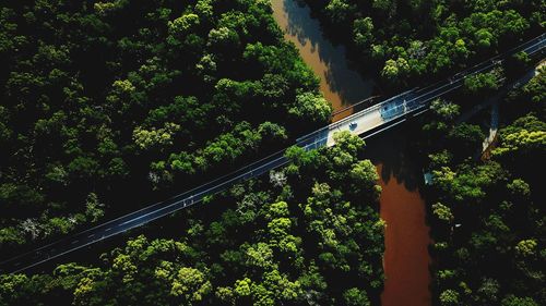 Aerial view of bridge amidst trees in forest