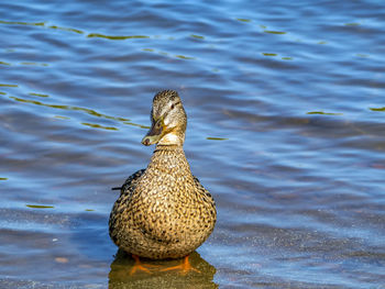 Close-up of duck swimming in lake