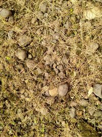 High angle view of lizard on field