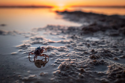 Close-up of crab on beach