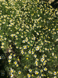 Close-up of yellow flowering plants on field