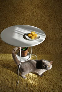 High angle portrait of cat below yellow macaroons on table at home