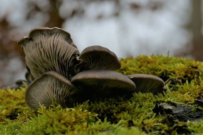 Close-up of mushrooms growing on field