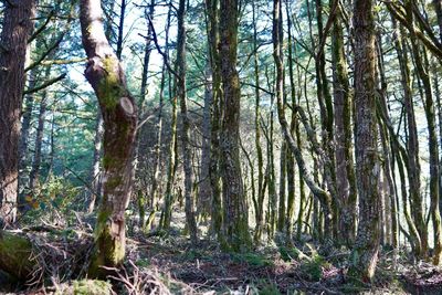 Trees in forest